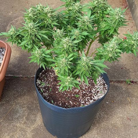Afghani Gold  growlog timeline photo