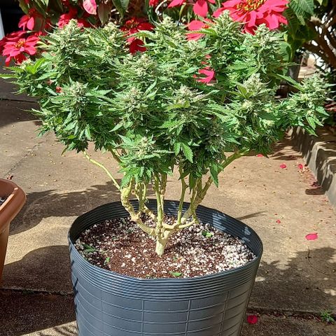 Afghani Gold  growlog timeline photo