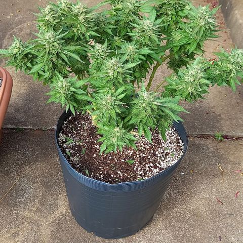 Afghani Gold  growlog timeline photo