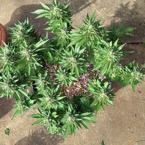 Afghani Gold  growlog timeline photo
