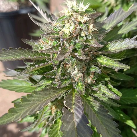 Afghani Gold  growlog timeline photo