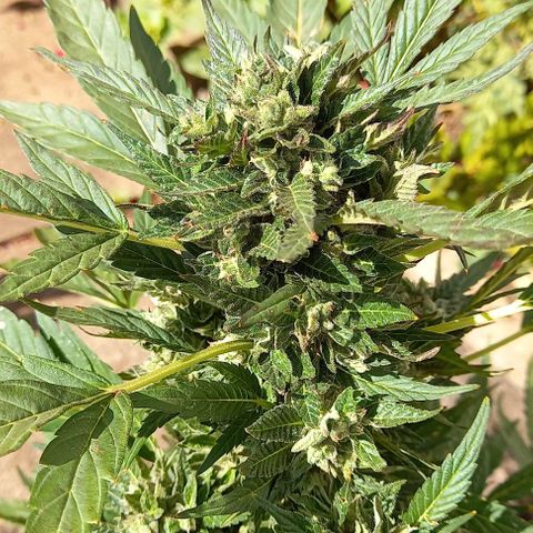 Gorilla Cookies  growlog timeline photo