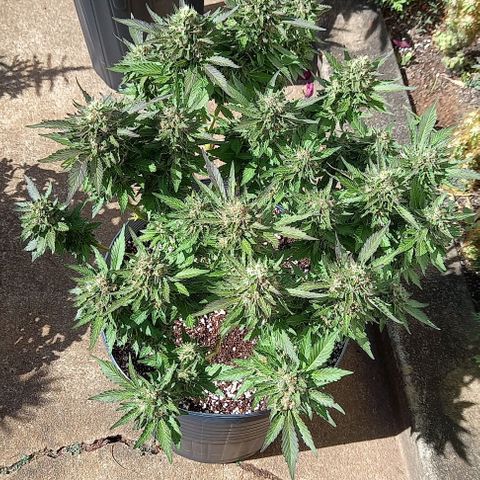 Afghani Gold  growlog timeline photo