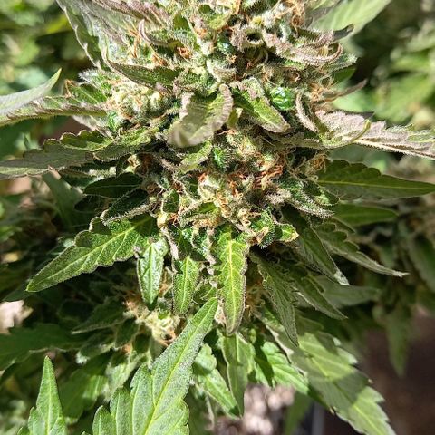 Afghani Gold  growlog timeline photo
