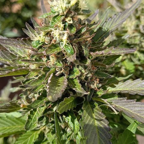 Afghani Gold  growlog timeline photo