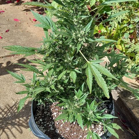 Gorilla Cookies  growlog timeline photo