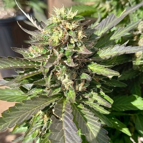Afghani Gold  growlog timeline photo