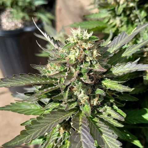 Afghani Gold  growlog timeline photo
