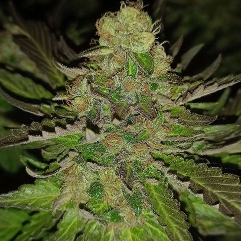 Afghani Gold  growlog timeline photo