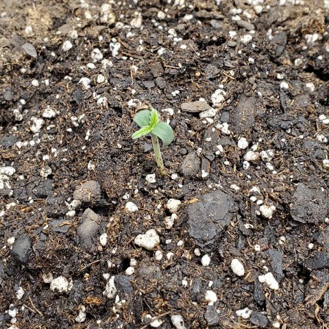 Tangerine growlog photo