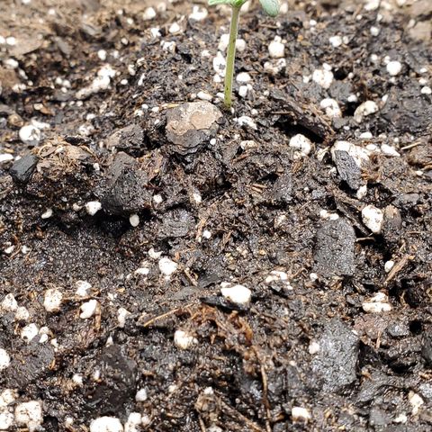 Tangerine growlog photo