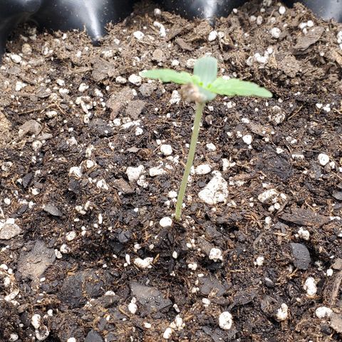 Tangerine growlog photo