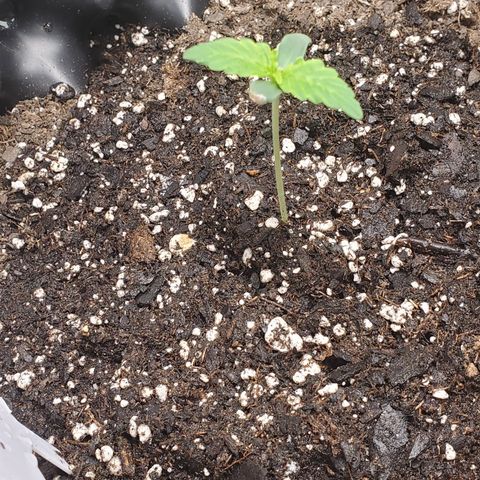 Tangerine growlog photo
