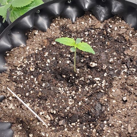 Tangerine growlog timeline photo