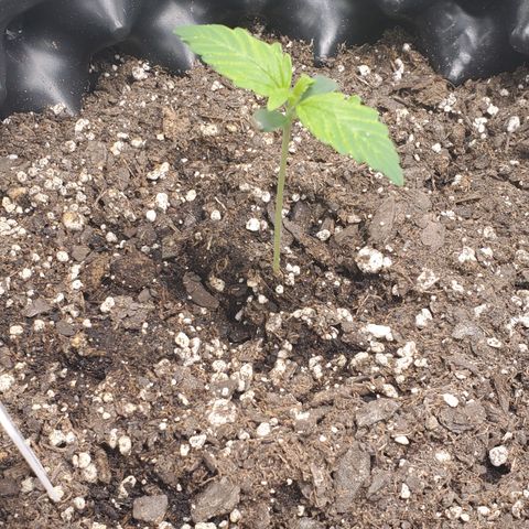 Tangerine growlog timeline photo