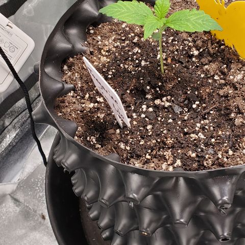 Tangerine growlog timeline photo