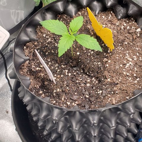 Tangerine growlog timeline photo