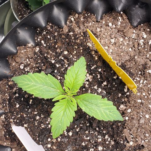 Tangerine growlog timeline photo