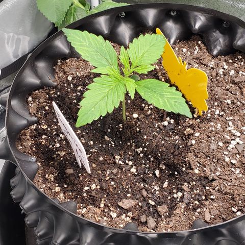 Tangerine growlog timeline photo