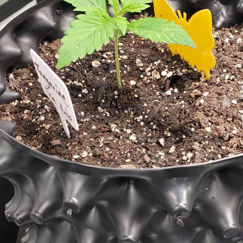 Tangerine growlog timeline photo