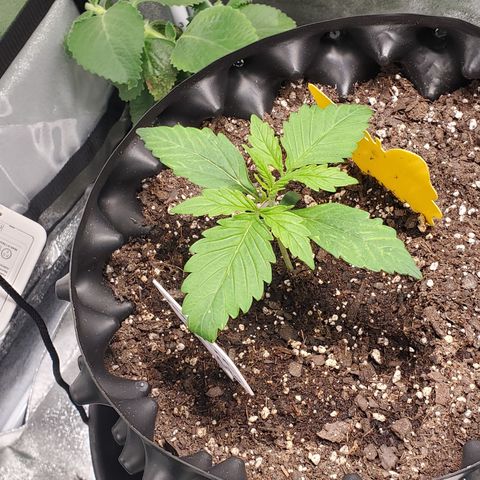 Tangerine growlog timeline photo
