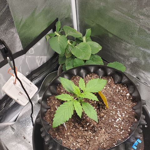Tangerine growlog timeline photo