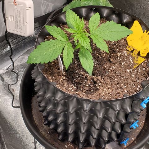 Tangerine growlog timeline photo