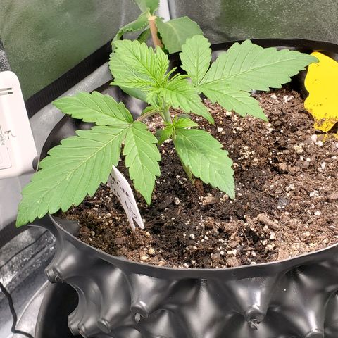 Tangerine growlog timeline photo
