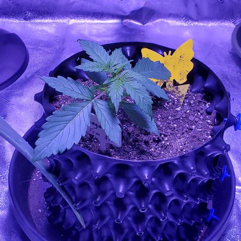 Tangerine growlog timeline photo
