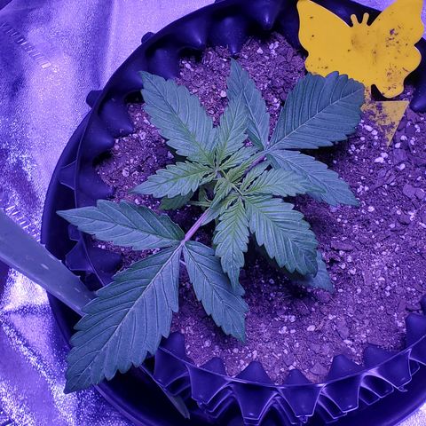 Tangerine growlog timeline photo