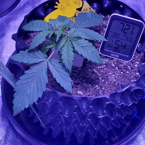 Tangerine growlog timeline photo