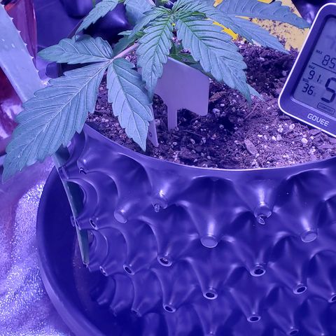 Tangerine growlog timeline photo