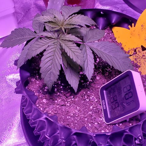 Tangerine growlog timeline photo