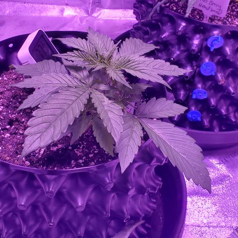 Tangerine growlog timeline photo