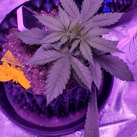 Tangerine growlog timeline photo