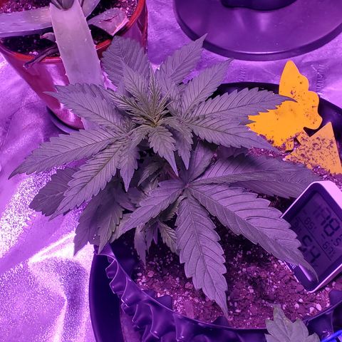 Tangerine growlog timeline photo