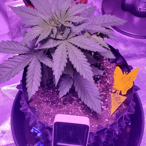 Tangerine growlog timeline photo