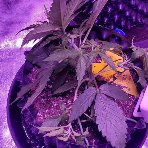 Tangerine growlog timeline photo