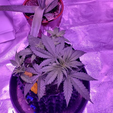 Tangerine growlog timeline photo
