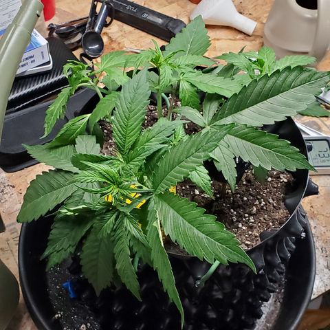 Tangerine growlog timeline photo
