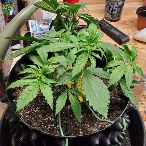 Tangerine growlog timeline photo