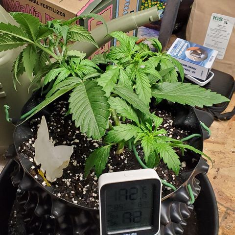 Tangerine growlog timeline photo