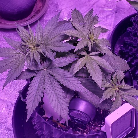 Tangerine growlog timeline photo