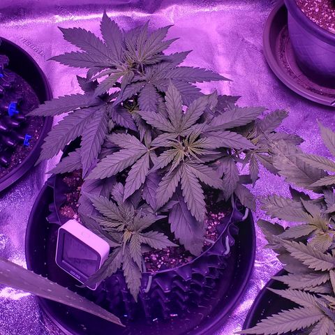 Tangerine growlog timeline photo