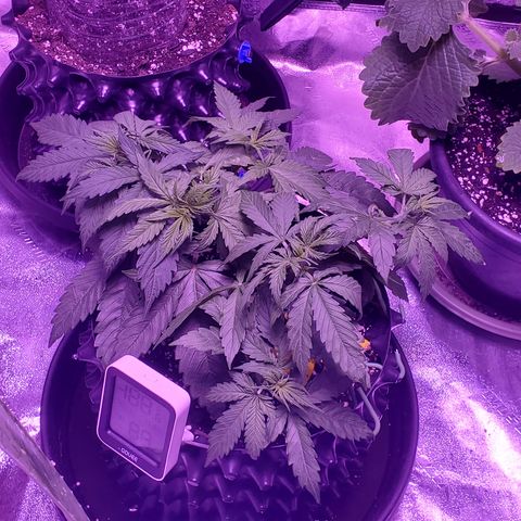 Tangerine growlog timeline photo
