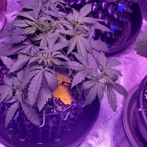 Tangerine growlog timeline photo
