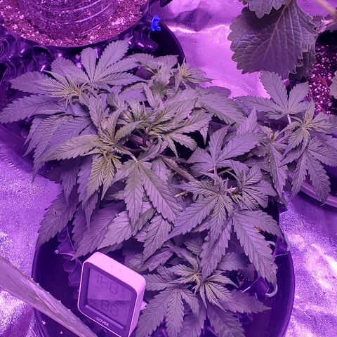 Tangerine growlog timeline photo