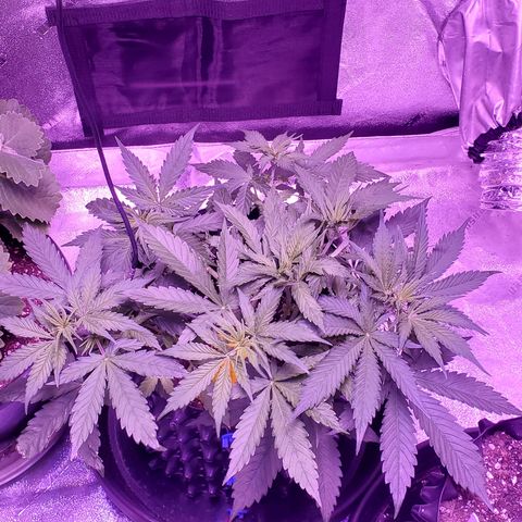 Tangerine growlog timeline photo