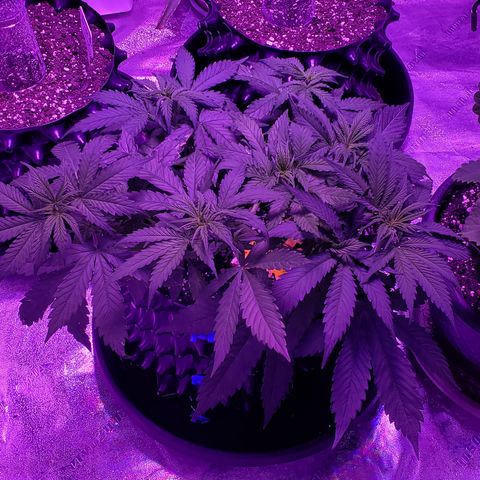 Tangerine growlog timeline photo