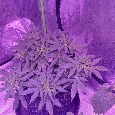 Tangerine growlog timeline photo